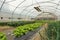 Spinach plantation in a modern greenhouse