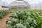 Spinach plantation in a modern greenhouse