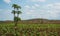 Spinach plantation with Papaya tree Kenya