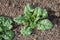 Spinach plants in the garden.