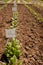 Spinach plants in garden