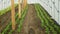 Spinach seedling planting greenhouse folio Spinacia oleracea vegetable gardener farmer rows fresh seedlings, green