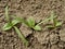 Spinach seedlings