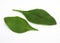 Spinach Shoot Salad, spinacia oleracea, Leaves against White Background