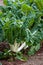 Spinach - Silverbeet in Vegetable Garden