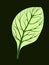 Spinach. Single green leaf isolated on dark background. Vector illustration. Fresh herbs. Botanical art. Vegetarian