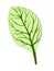 Spinach. Single green leaf isolated on white background. Vector illustration. Fresh herbs. Botanical art. Vegetarian
