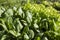 Spinach Spinacia oleracea and lettuce Lactuca sativa plant crops with green leaves in vegetable patch seedbed plantation soil