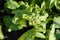 Spinach, Spinacia oleracea, seed blooming, fresh plant, close up photo