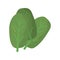 spinach vegetable healthy food icon