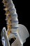 Spinal column