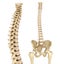 Spinal cord and pelvis . Medically accurate reference
