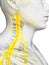 Spinal cord and upper nerves