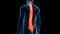 Spinal Cord Vertebral Column of Human Skeleton System Anatomy Animation Concept