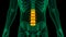 Spinal Cord Vertebral Column Lumbar Vertebrae of Human Skeleton System Anatomy