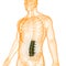 Spinal Cord Vertebral Column Lumbar Vertebrae of Human Skeleton System Anatomy