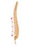 Spinal deformity. Symbol of spine curvatures or unhealthy backbones. Human spine anatomy, curved spine. Diagram with