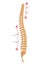 Spinal deformity. Symbol of spine curvatures or unhealthy backbones. Human spine anatomy, curved spine. Diagram with