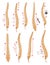 Spinal deformity types. Symbols of spine curvatures or unhealthy backbones. Human spine anatomy, curved spine. Diagram