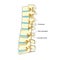 Spinal disc herniation diagram medical science