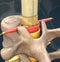 The spinal nerve is a mixed nerve that carries motor, sensory and autonomic signals 3d medical