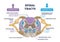 Spinal tracts with medical ascending and descending parts outline diagram