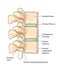 Spinal vertebrae