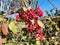 Spindle bush with wonderful bright pink fruit flaps and orange seeds in detailed view