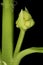 Spindle Euonymus europaeus. Immature Inflorescence Closeup