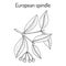 Spindle Euonymus europaeus , medicinal plant