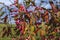 Spindle seed capsules and colorful autumn foliage