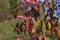 Spindle seed capsules and colorful autumn foliage