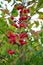 Spindle tree (euonymus europaeus)