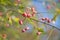 Spindle Tree (Euonymus) fruits