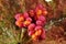 Spindle tree flowers on autumn leaf