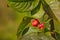 Spindle tree fruit, selective focus