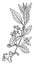 Spindle Tree vintage illustration