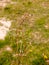 Spindly Dead Skeleton of Plant in Spring