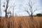 Spindly dead trees in dramatic expansive wetland