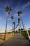 Spindly Palms in Long Beach, California