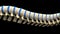 Spine Anatomy - Backbone isolated on Black