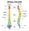 Spine Anatomy Realistic Chart