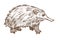 Spine anteater or echidna isolated sketch, Australian animal