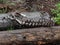 Spine of Bison Carcass on ground