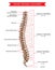 Spine bones anatomy, vector sketch of backbone