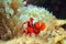 Spine-cheek Clownfish or Maroon clownfish hiden in the sea anemone, (Premnas biaculeatus), Raja Ampat, Indonesia