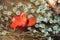 Spine-cheeked anemonefish, or clownfish