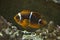 Spine-cheeked anemonefish Premnas biaculeatus