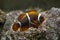 Spine-cheeked anemonefish Premnas biaculeatus