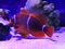 Spine-cheeked anemonefish Premnas biaculeatus, also known as the maroon clownfish. Marine fish